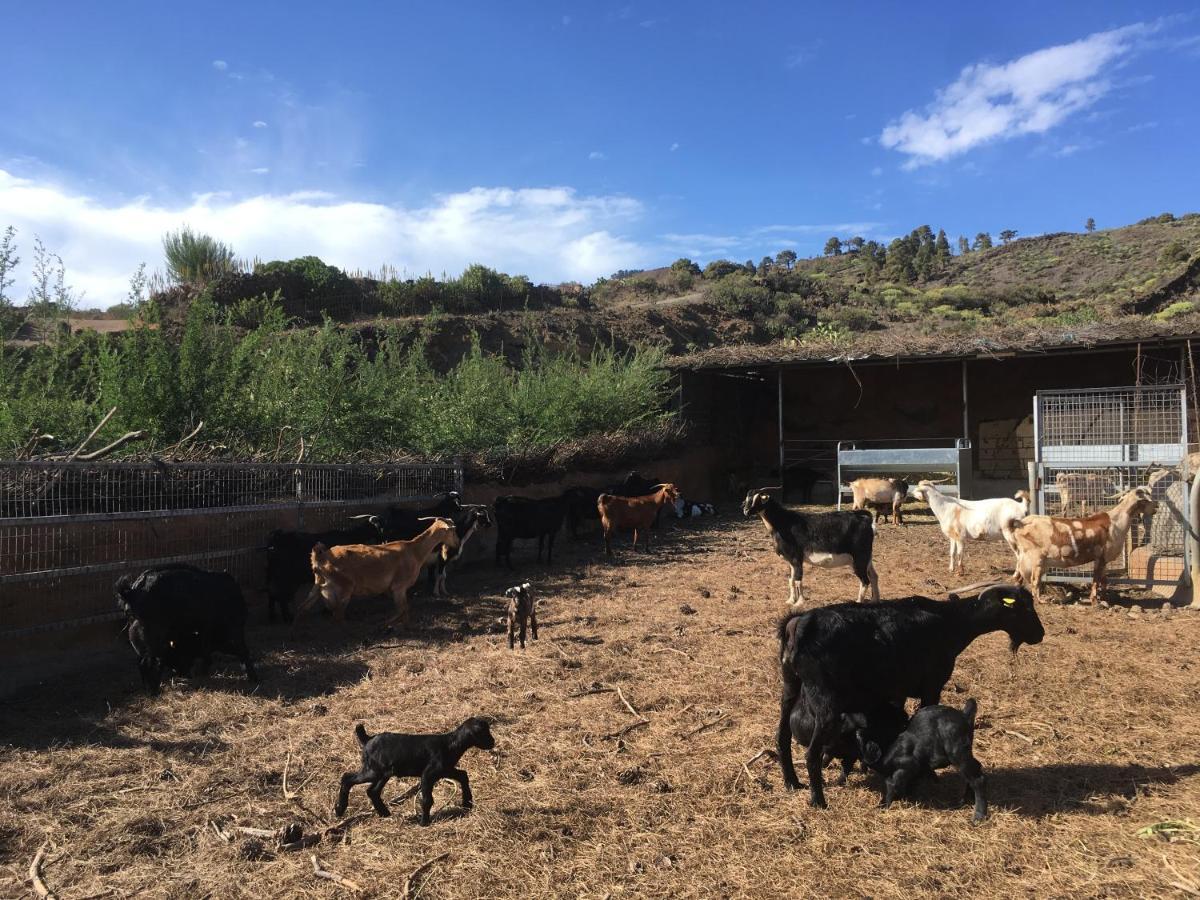 Casa Rural Los Santillos El Pinar  Экстерьер фото